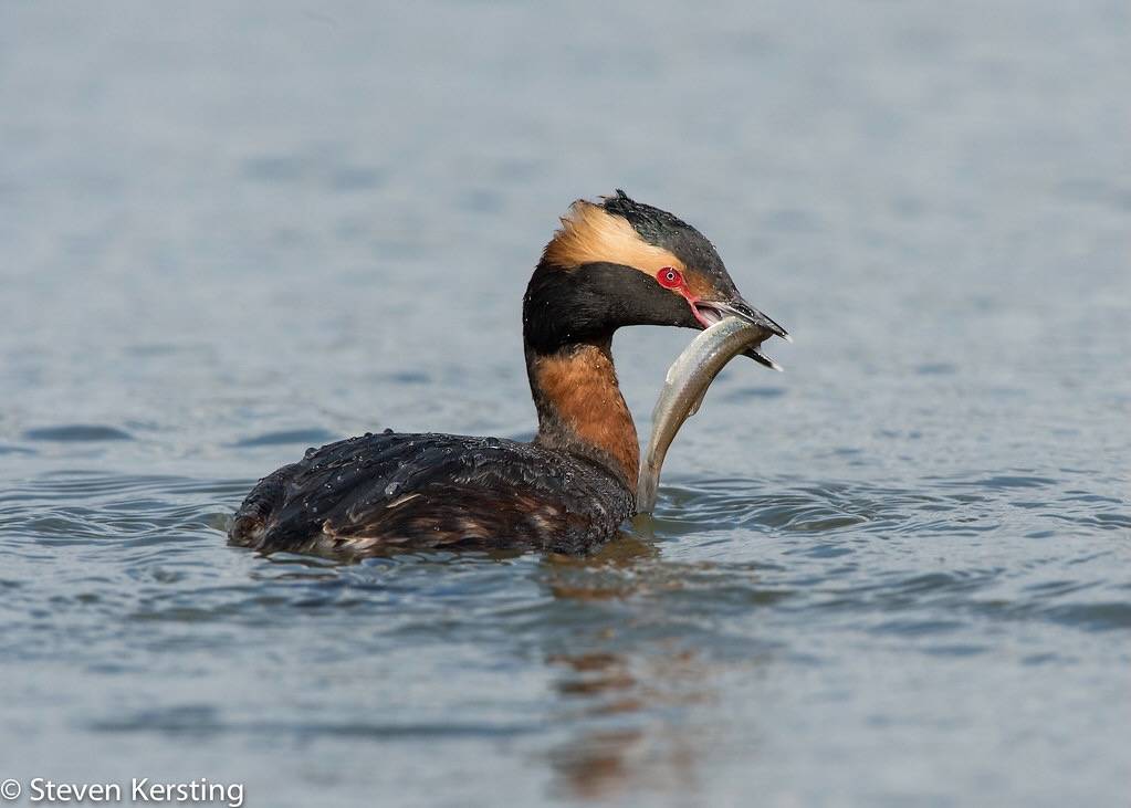 Horned Grebe by skersting66 is licensed under CC BY-NC-ND 2.0.